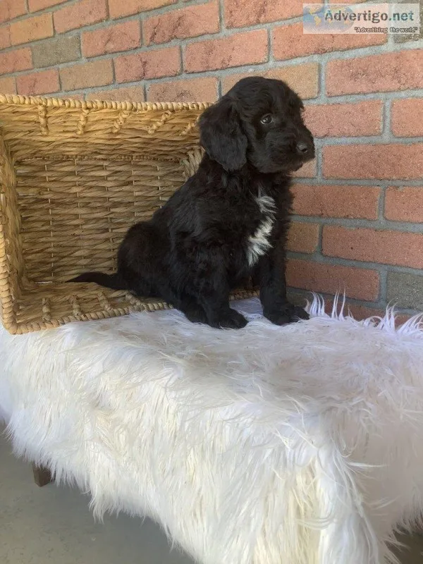 Jaxx Male Poodle Mix