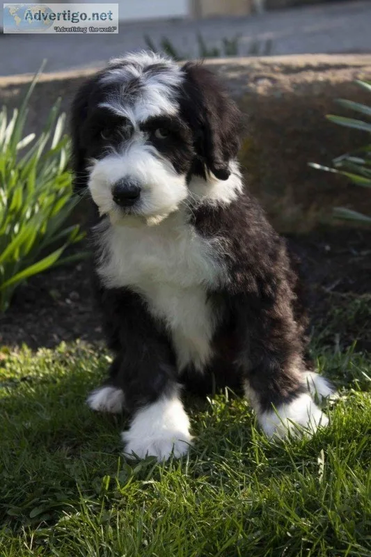 Bob Male Sheepadoodle