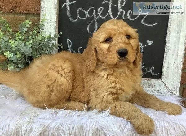 Oakley Male F1 Goldendoodle