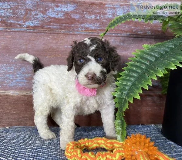 April Female Portuguese Water Dog