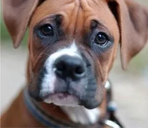 Dry Eye Syndrome In Dogs  Contact Powell Veterinary Service