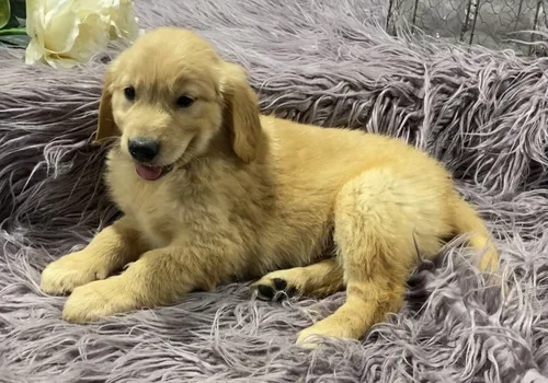 Goldern retreiver puppies ready available