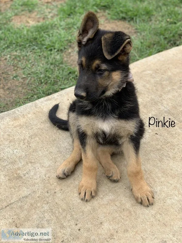 AKC German Shepard