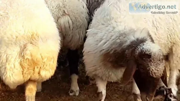 Awassi  Gissar(Fat Tail) and other breed for sale