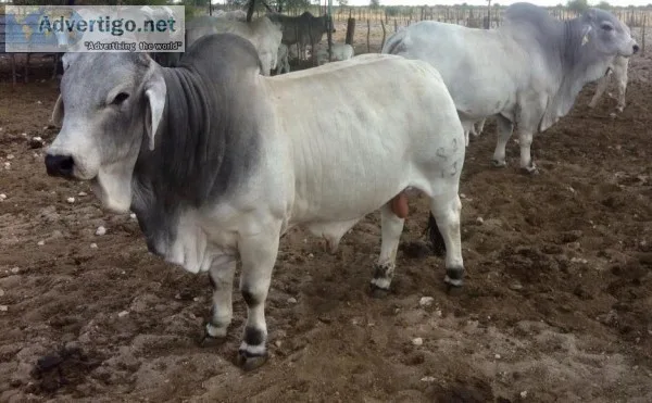 Brahman replacement Heifers Pregnant Cows Bulls Cow and Calves