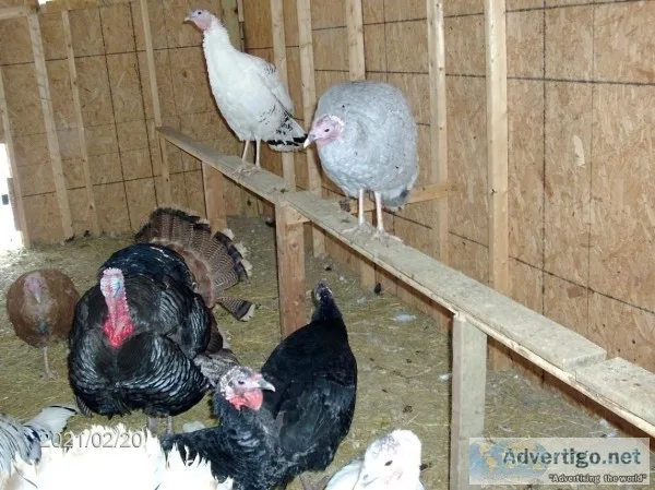 Turkey Eggs(Heritage)