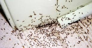 Impressive Pest Control Perth