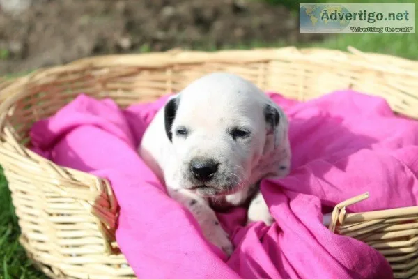 Lily Female AKC Dalmatian