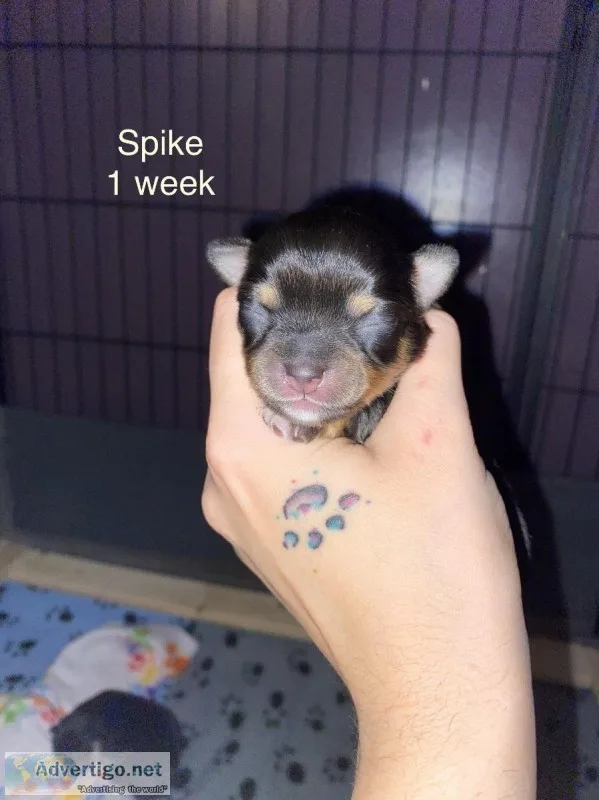 Spike Male Chihuahua