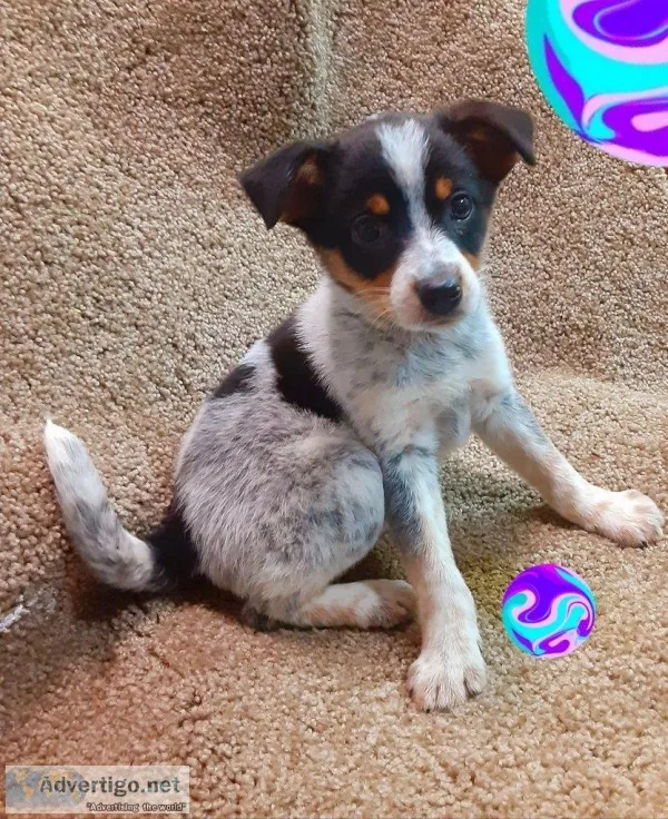 Bailey Male Blue Heeler