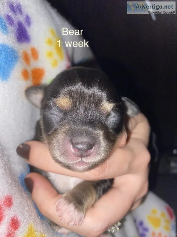 Bear Male Chihuahua