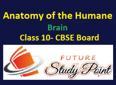 FUTURE STUDY POINT NCERT Solutions