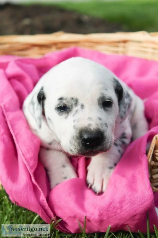Samantha Female AKC Dalmatian