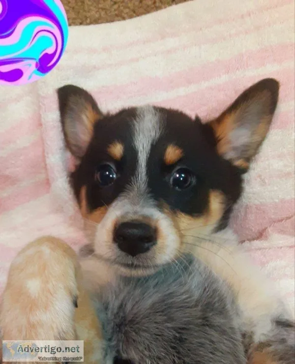 Davies Male Blue Heeler