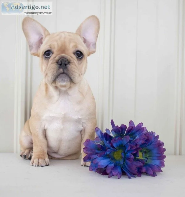 Tessa Female AKC French Bulldog