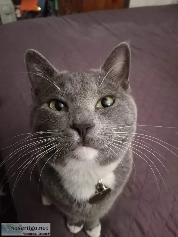 Lost cat