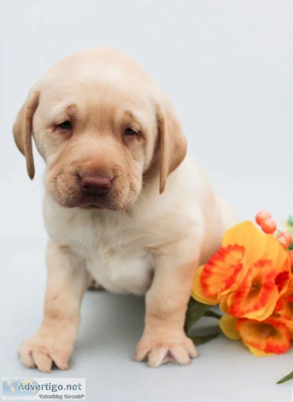 Bingo Male AKC Labrador Retriever
