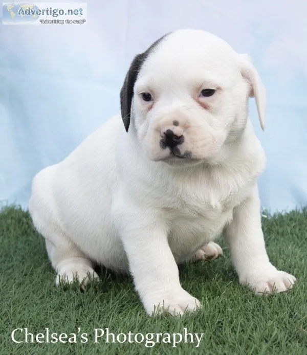 Bolt Male Puggle Bulldog Mix