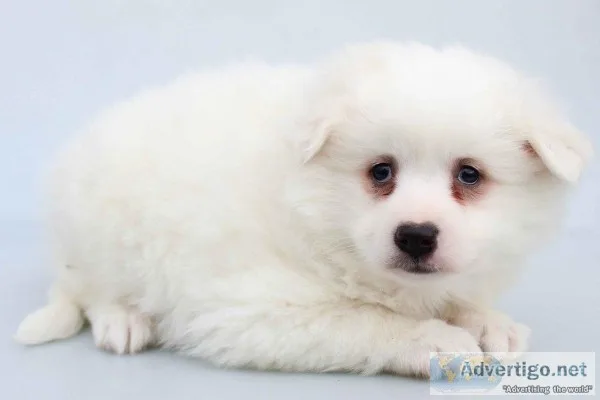 Snow Ball Male American Eskimo