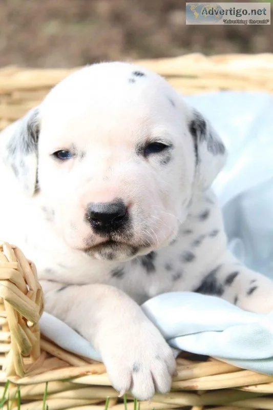 Connor Male AKC Dalmation