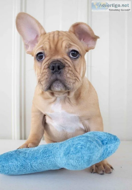 Jacob Male AKC French bulldog