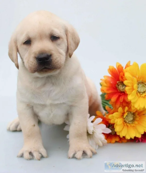 Jackson Male AKC Labrador Retriever