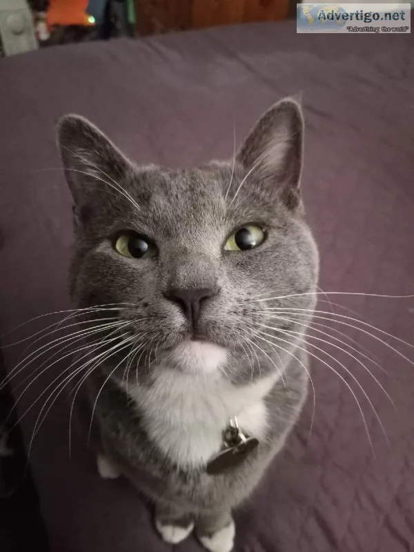 Lost cat