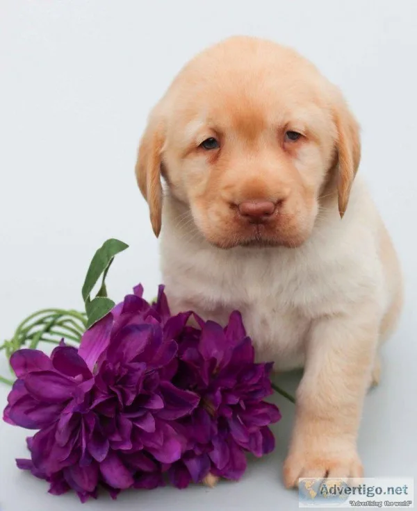 Jenga Male AKC Labrador Retriever