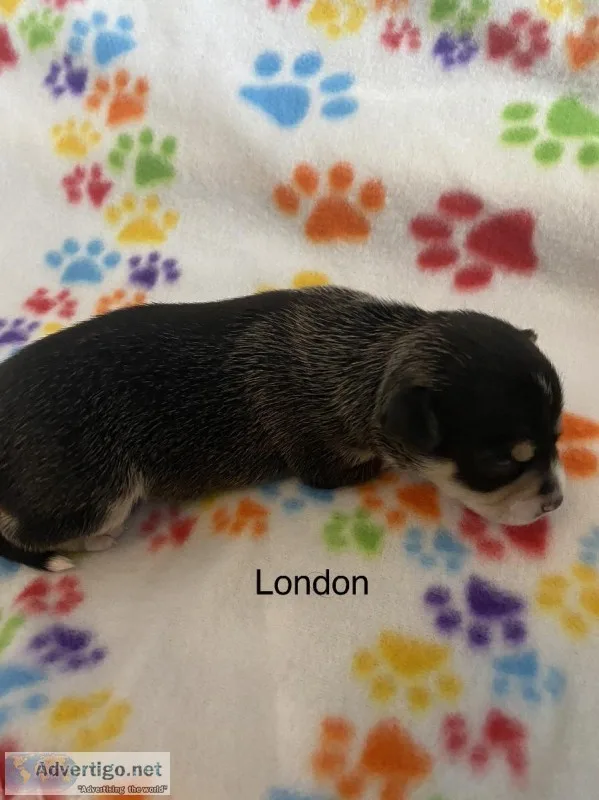 London Female Chihuahua