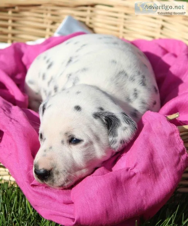 Daisy Female AKC Dalmatian