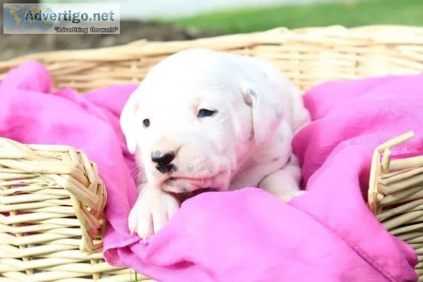Sophia Female AKC Dalmatian