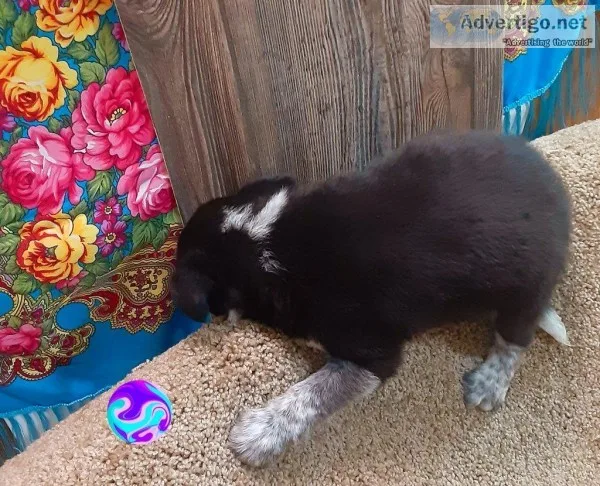 Kacey Male Blue Heeler