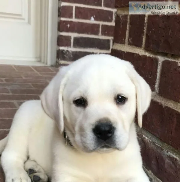 12 weeks old golden retriever pups