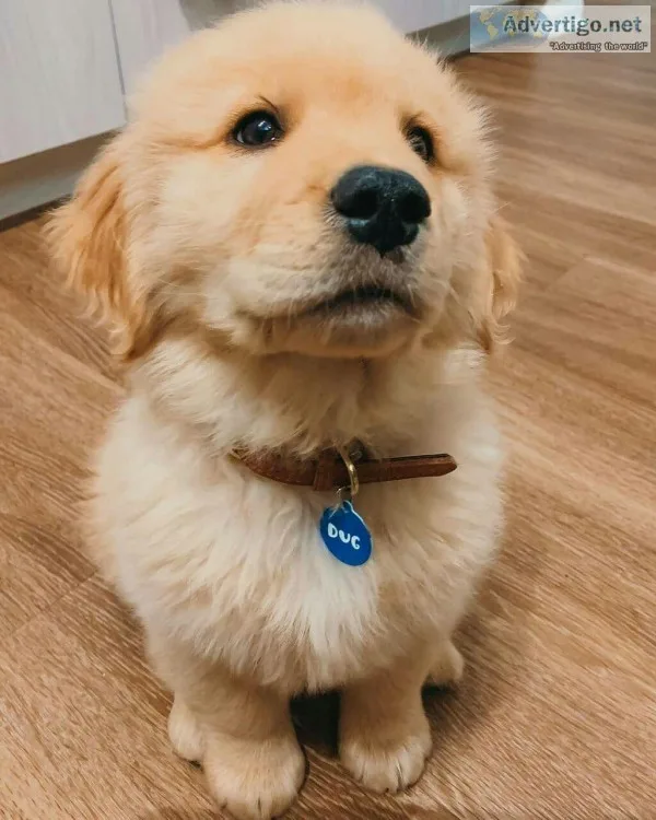 12 weeks old golden retriever pups
