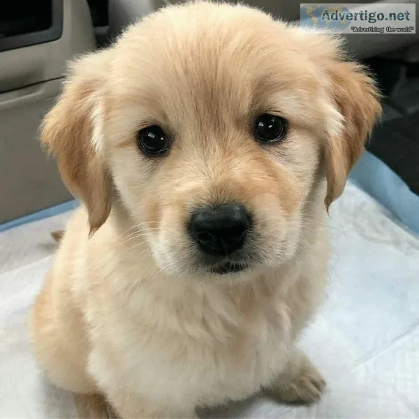 12 weeks old golden retriever pups