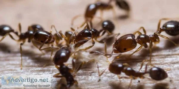 Best Ant Pest Control Services in Hyderabad - Pest Control