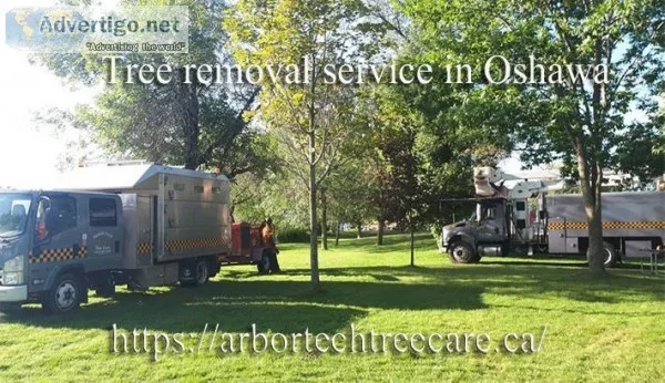 Tree removal service in Oshawa