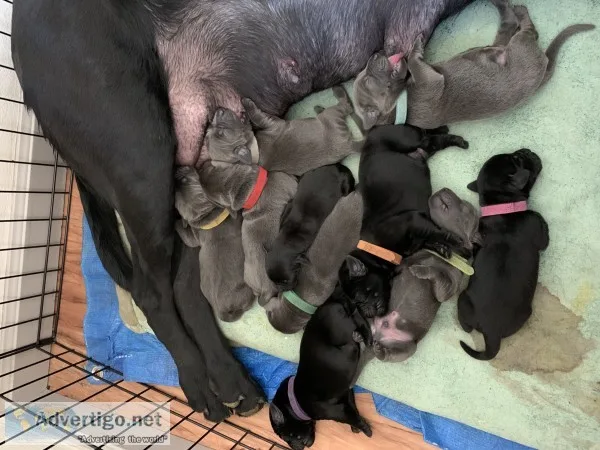 Lab puppies