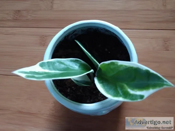 Beautiful house plants for sale