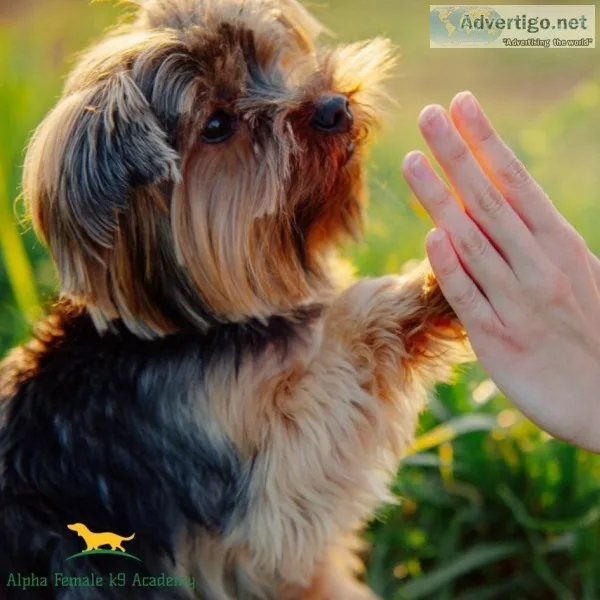 Home Dog Training Melbourne - Alpha Female K9 Academy