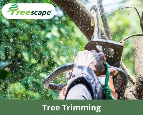 Tree trimming