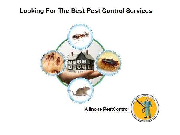 Looking For The Best Pest Control Services in Faridabad Gurgaon 