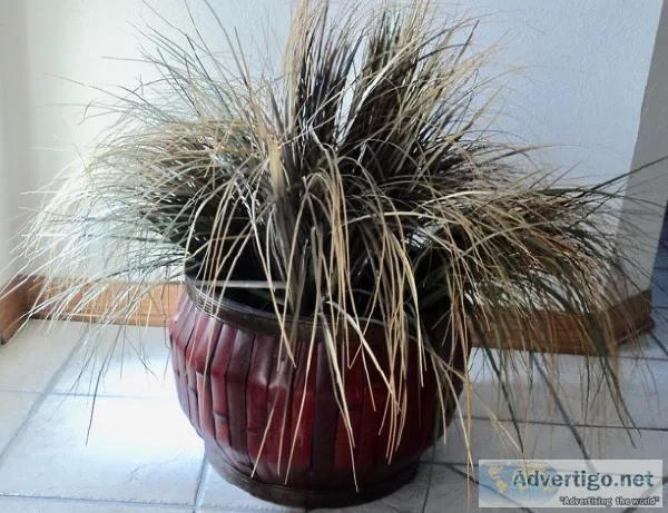 New - Silk Plant With Bamboo Base
