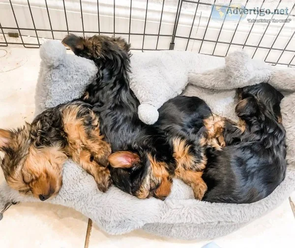 Teacup yorkies for adoption