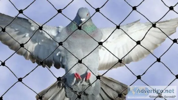 Bird Protection Nets in Bangalore