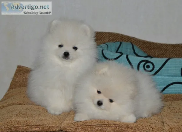 Pomeranian puppies for sale