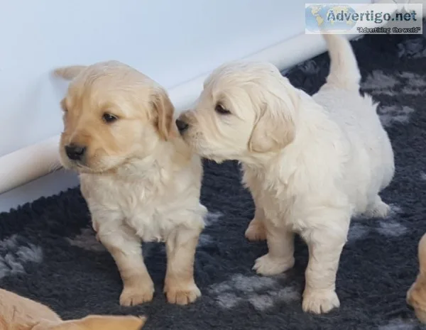 Golden retriever puppies
