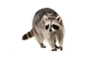 Edmonton Exterminator Company  Pestcontrolexperts.c a