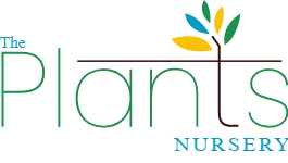 The plants nursery - buy plants online Bangalore
