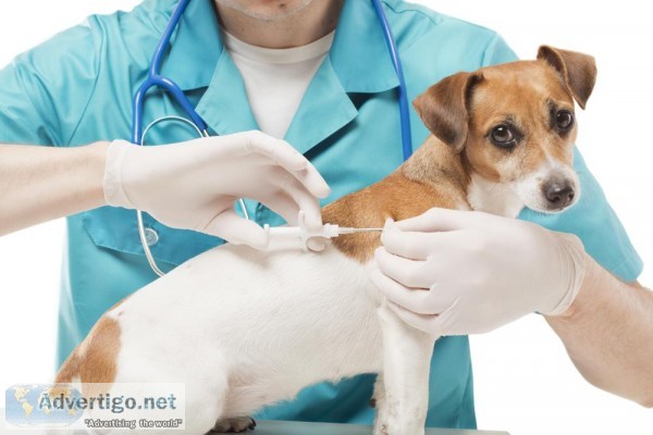Pet Vaccination Services  in Newburgh
